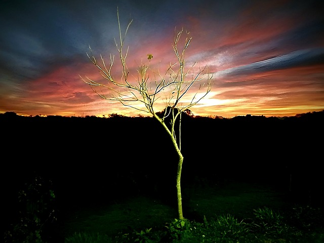 Free To Fly Branch photo and picture