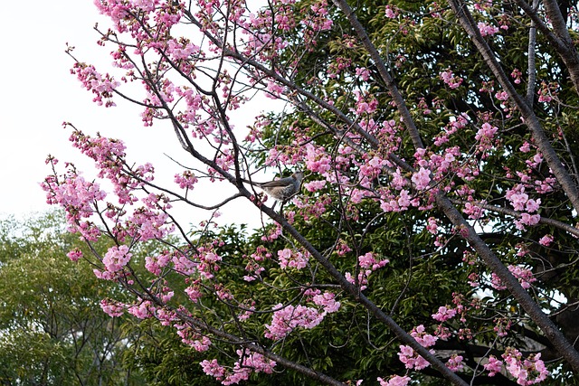Kirschbaum, Kirschblüten, Natürliche