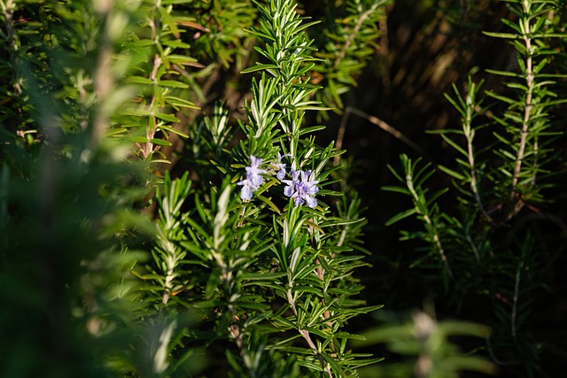 Blumen, Natürliche, Rosmarin, Kräuter