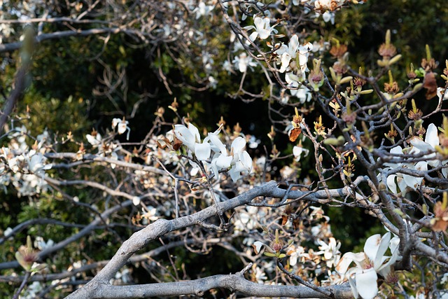 Blumen, Magnolie, Natürliche, Weiß
