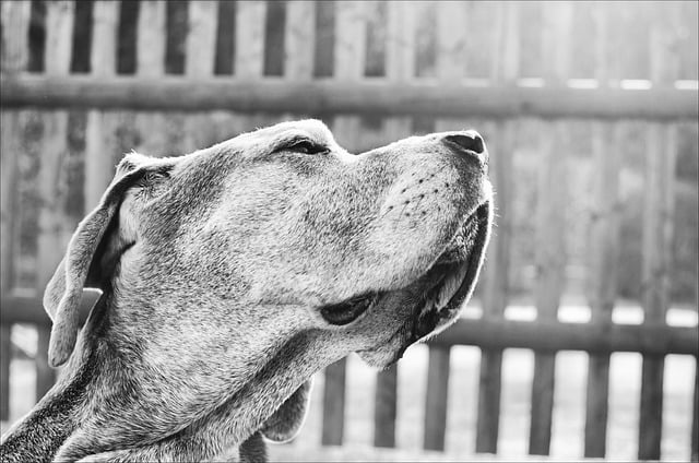 Free Animal Dog photo and picture