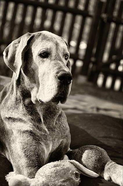 Free Dog Animal photo and picture