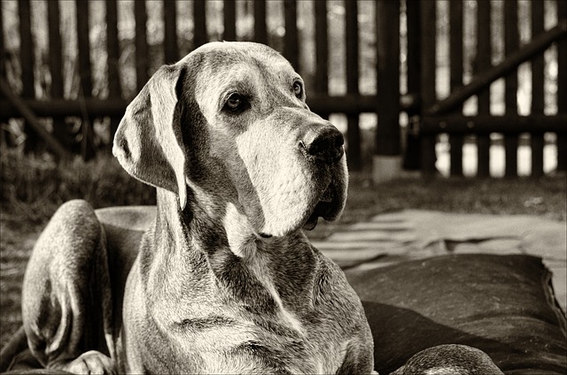 Free Dog Portrait photo and picture