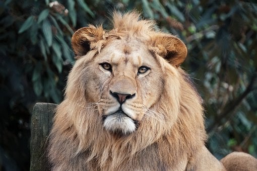 Leão, Animal, Panthera Leo