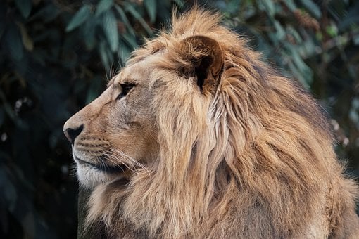 Leão, Natureza, Panthera Leo, Felidae