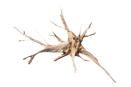 Free Root Nature illustration and picture