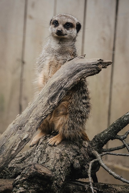 Suricata, Animal, Animais Selvagens