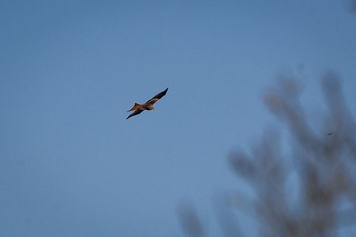 Tier, Tierwelt, Vogel, Raubvogel, Natur