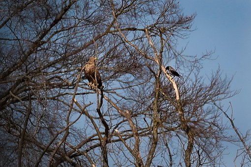 Tier, Tierwelt, Vogel, Raubvogel, Natur
