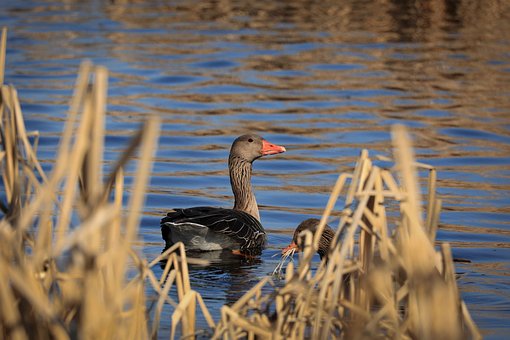 Vogel, Wasservogel, Federn, Tierwelt