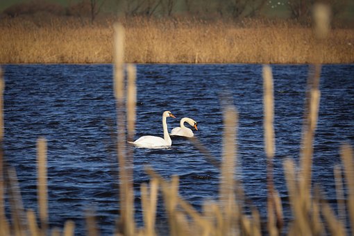 Vogel, Wasservogel, Federn, Tierwelt