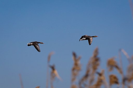 Vögel, Wasservögel, Tierwelt, Natur