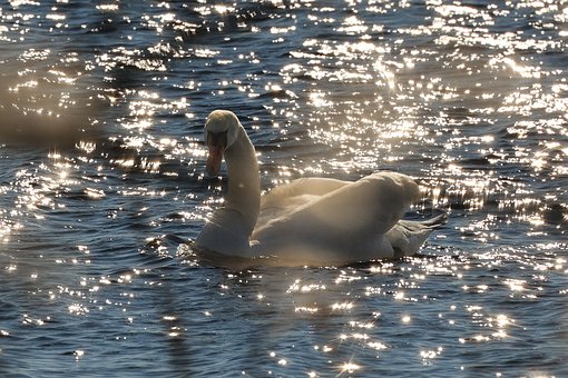 Tierwelt, Natur, Gefieder, Vogel