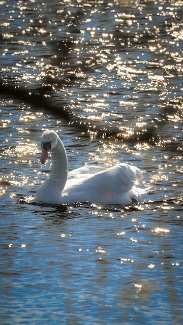 Tierwelt, Natur, Gefieder, Vogel