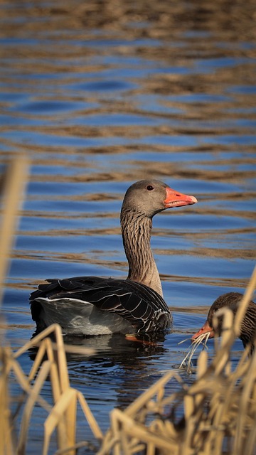 Tierwelt, Natur, Federn, Vogel