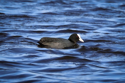 Tierwelt, Natur, Federn, Vogel