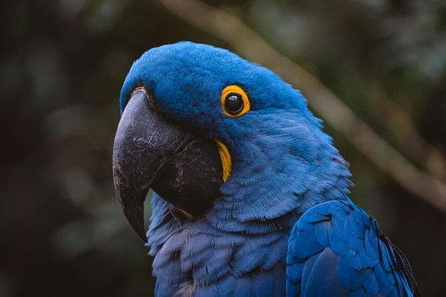 Parrot, bird, macaw and nature — photo by miezekieze