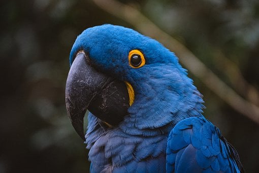 Papagaio, Pássaro, Arara, Natureza