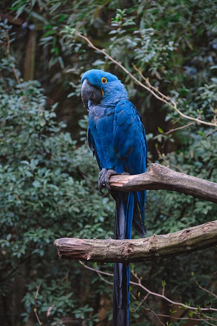 Papagaio, Pássaro, Arara