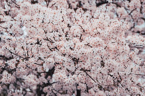 Árvore, Flores, Florescer, Primavera
