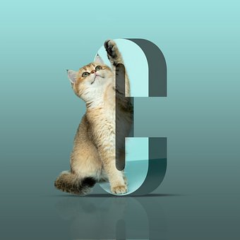 Free Cat Feline photo and picture