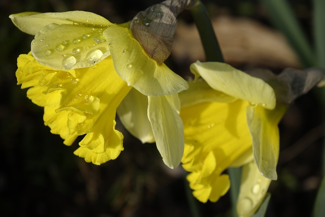 Easter Bells Daffodils Spring - Free photo on Pixabay