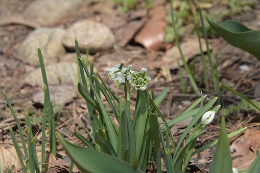 Free Garden Wildflower photo and picture
