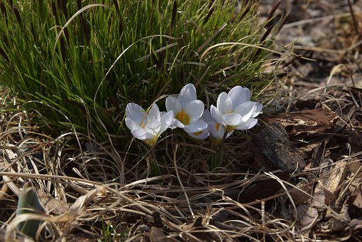 Free Wildflower Nature photo and picture