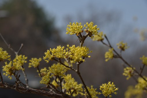 Free Wildflower Flower photo and picture