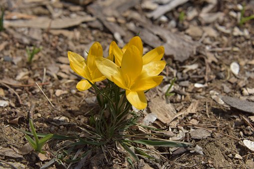 Free Wildflower Flower photo and picture