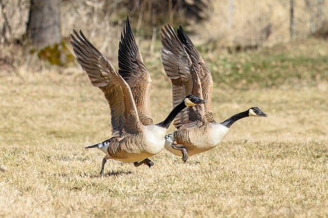 Free Canada Goose Migratory Birds photo and picture