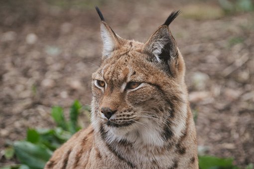 Lince, Animal, Gato Bravo, Gato
