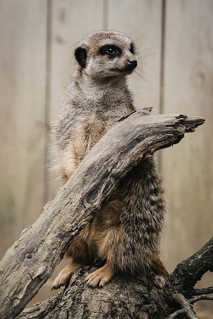 Suricata, Animal, Animais Selvagens