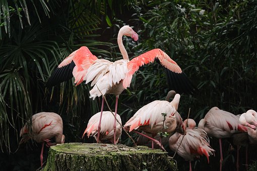 Flamingo, Pássaro, Animal, Ornitologia