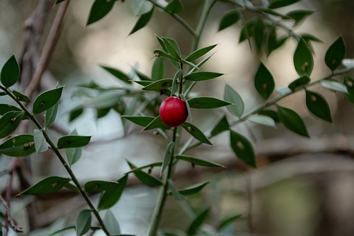 Free Berry Fruit photo and picture