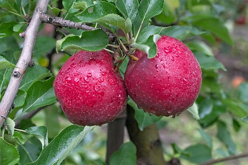 Free Apple Red photo and picture