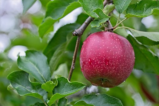 Free Apple Red photo and picture