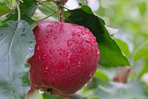 Free Apple Red photo and picture