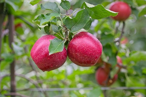 Free Apples Fruit Tree photo and picture