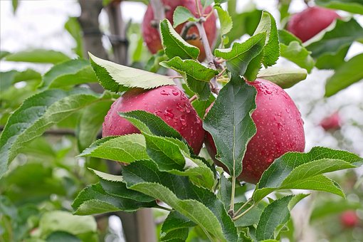 Free Trees Apples photo and picture