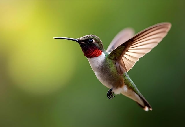 Free bird humming-bird nature illustration