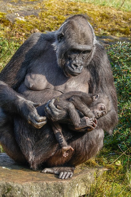 monkey, animal, mammal, nature