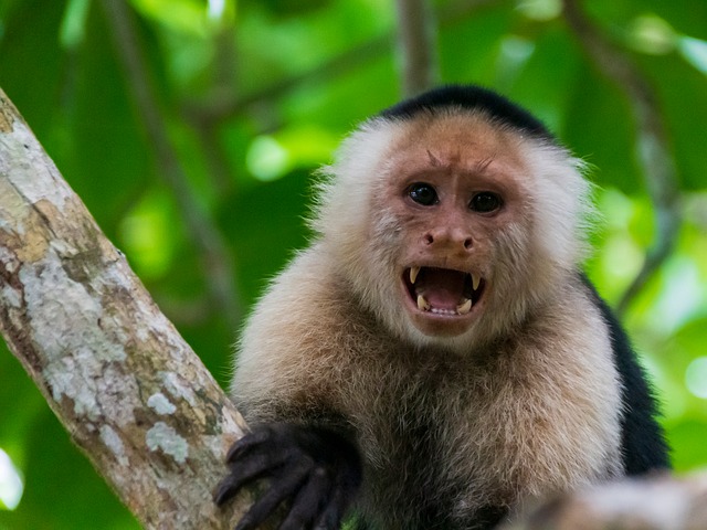Free Ape Nature photo and picture
