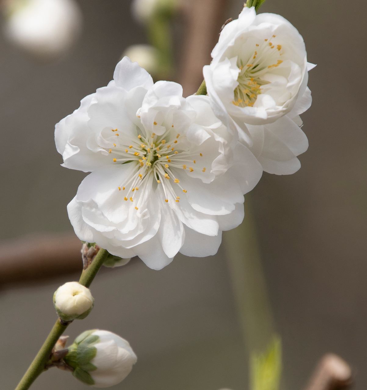 桃の花 バネ フラワーズ - Pixabayの無料写真