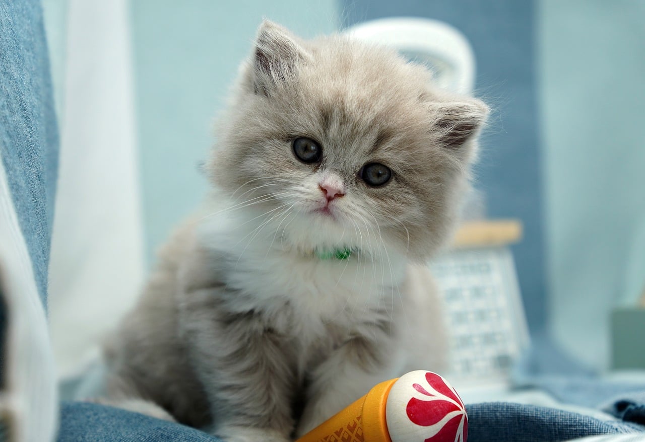 kitten, british longhair, british shorthair, lilac, lilac-white, cat child, cat, animal, pet, domestic animal