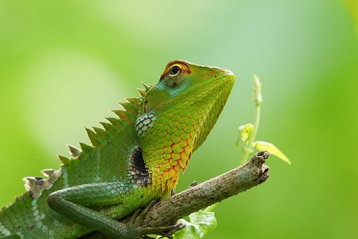Free Lizard Reptile photo and picture