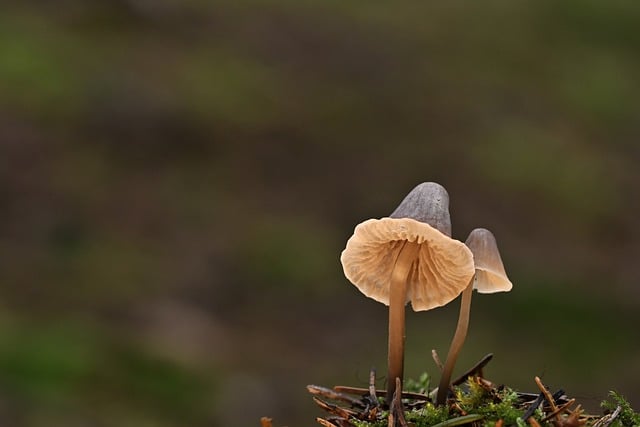 Free Mushrooms Fungal Science photo and picture
