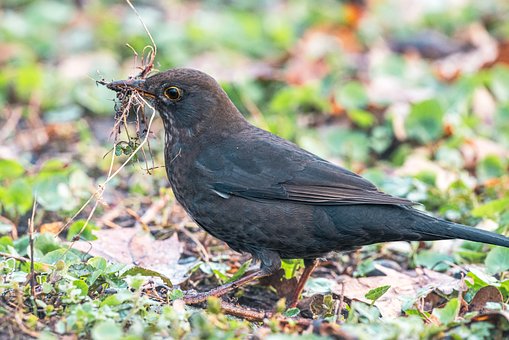 Free Blackbird Bird photo and picture