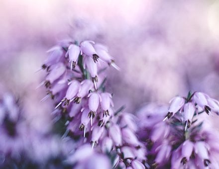 Free Heaths Heath photo and picture