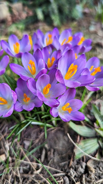 Free Krokusse Blumen photo and picture